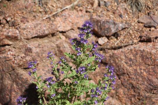 Sivun Phacelia bakeri (Brand) J. F. Macbr. kuva