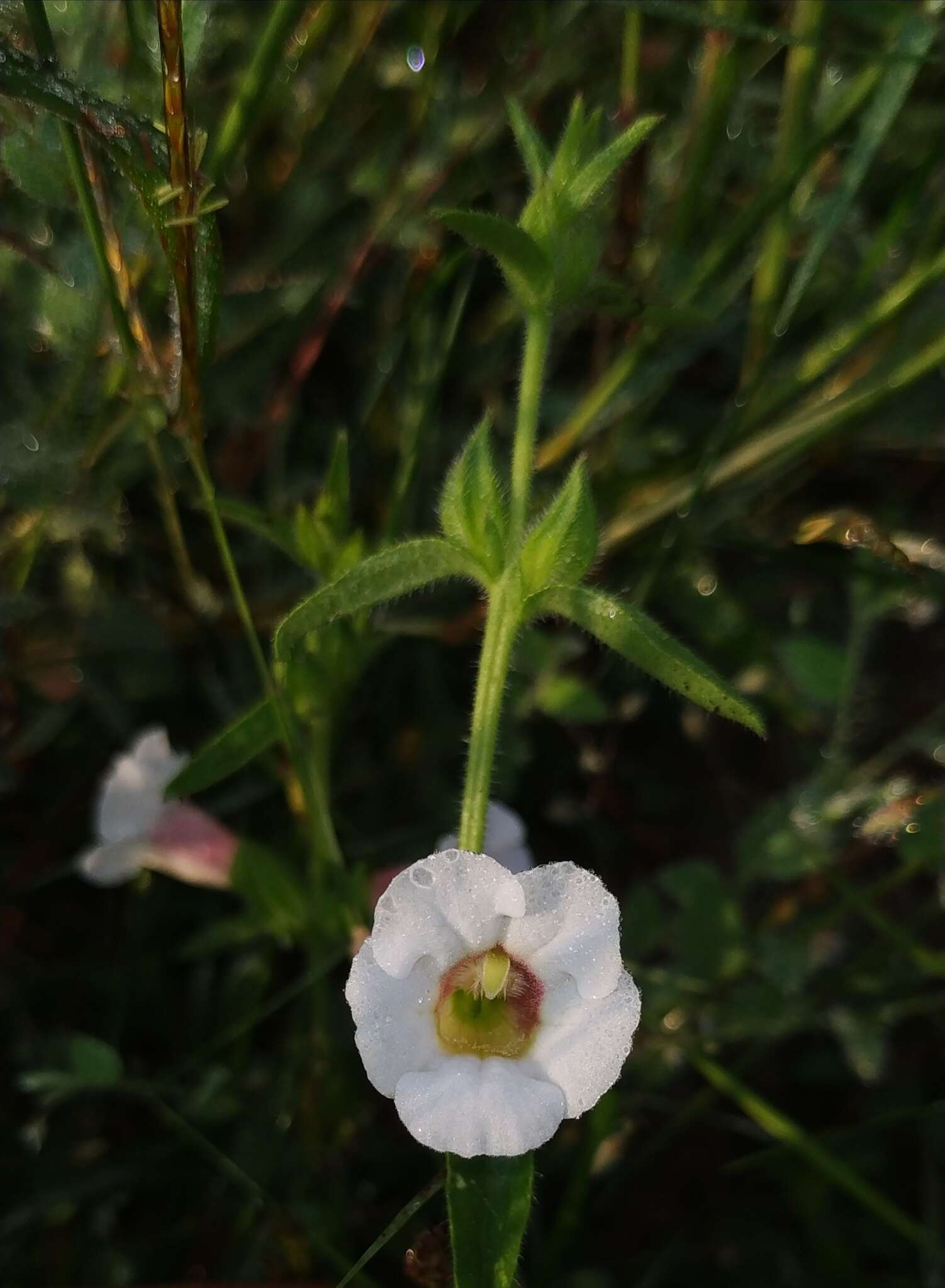 Image of Centranthera indica (L.) Gamble