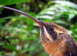 Image of Tawny-bellied Hermit