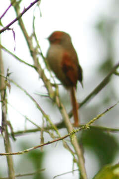 Image of Red-faced Spinetail