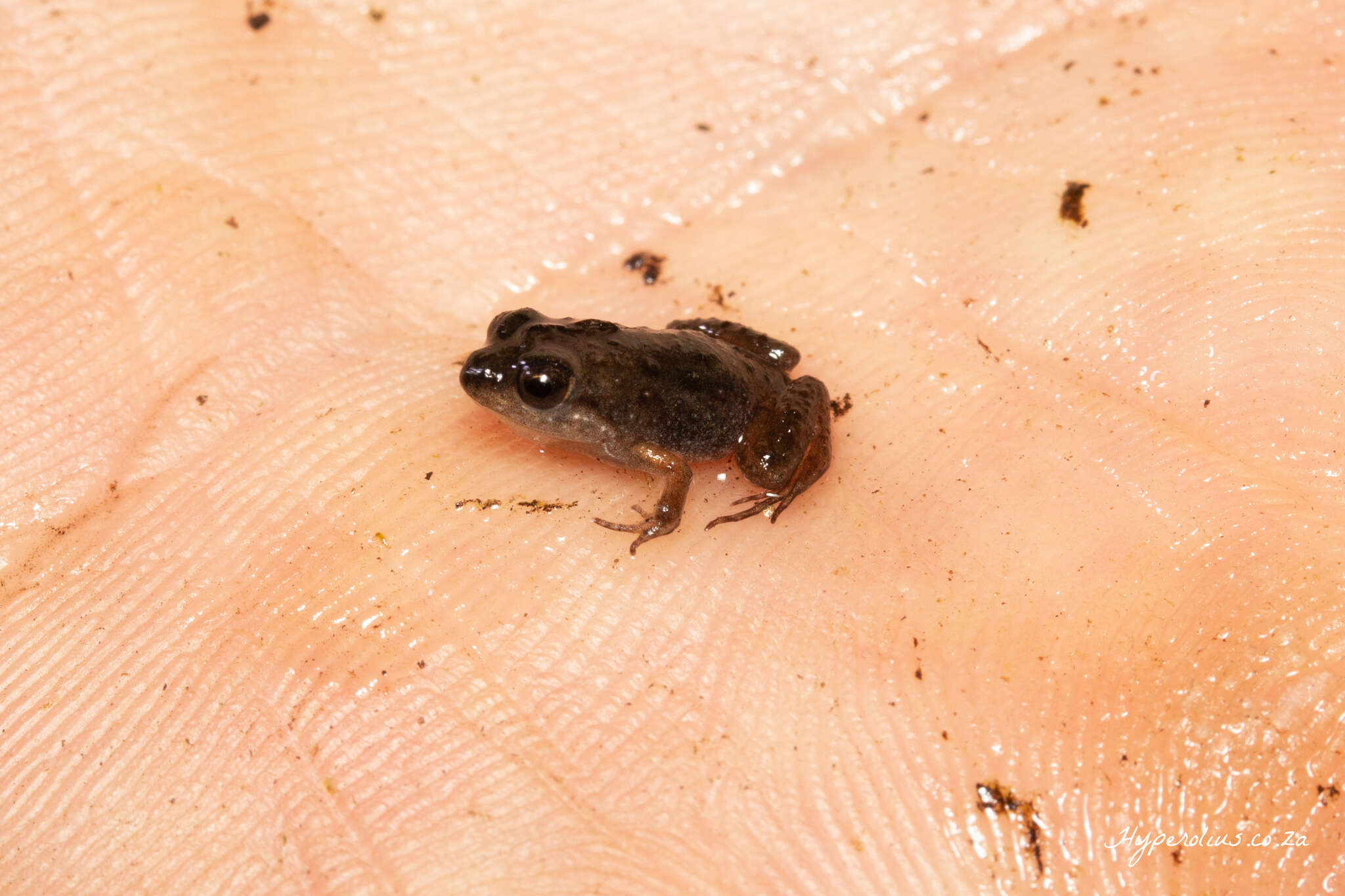 Image de Microbatrachella capensis (Boulenger 1910)