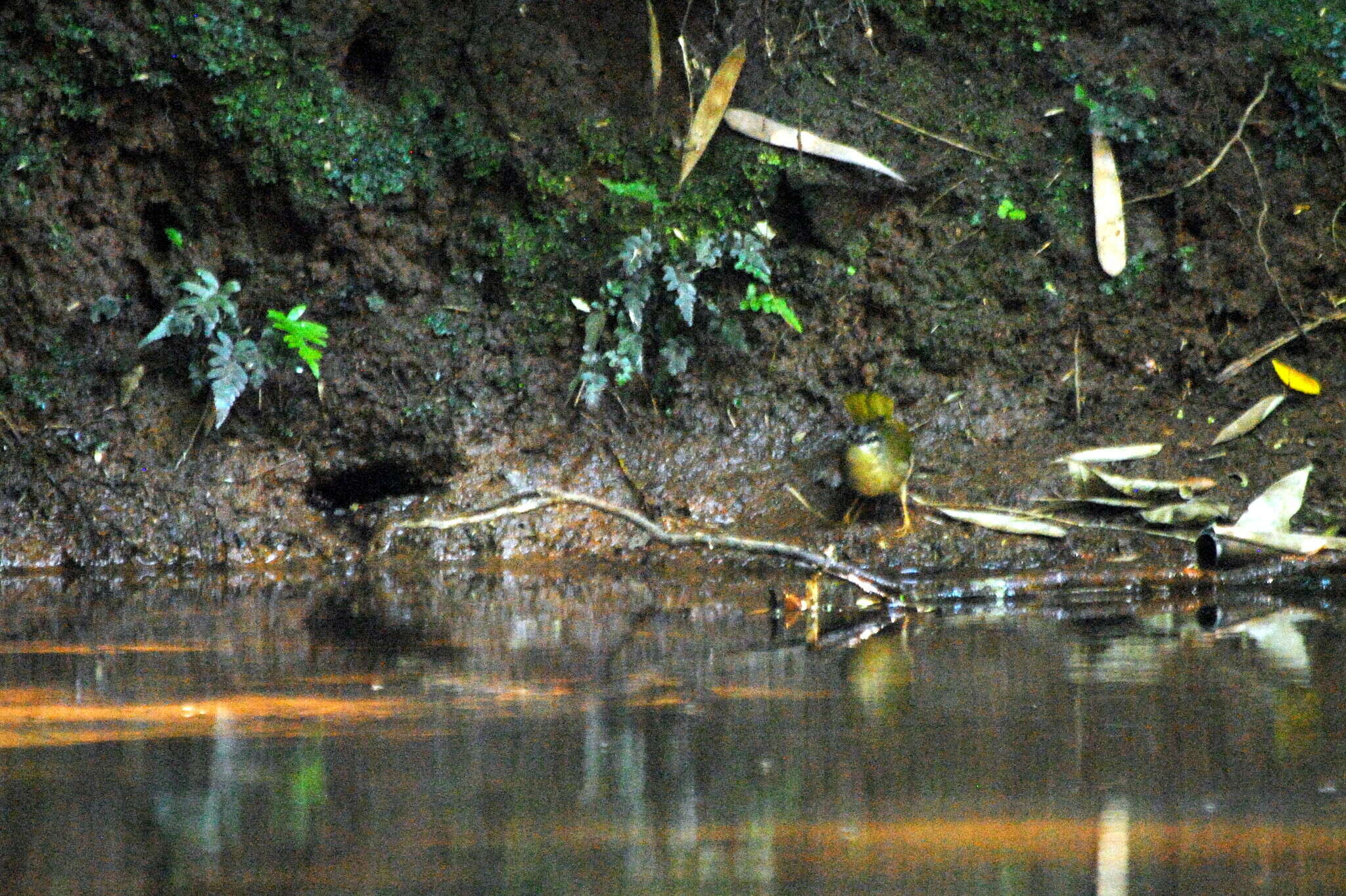 Image of Riverbank Warbler