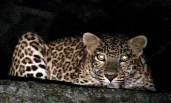 Image of Indian leopard