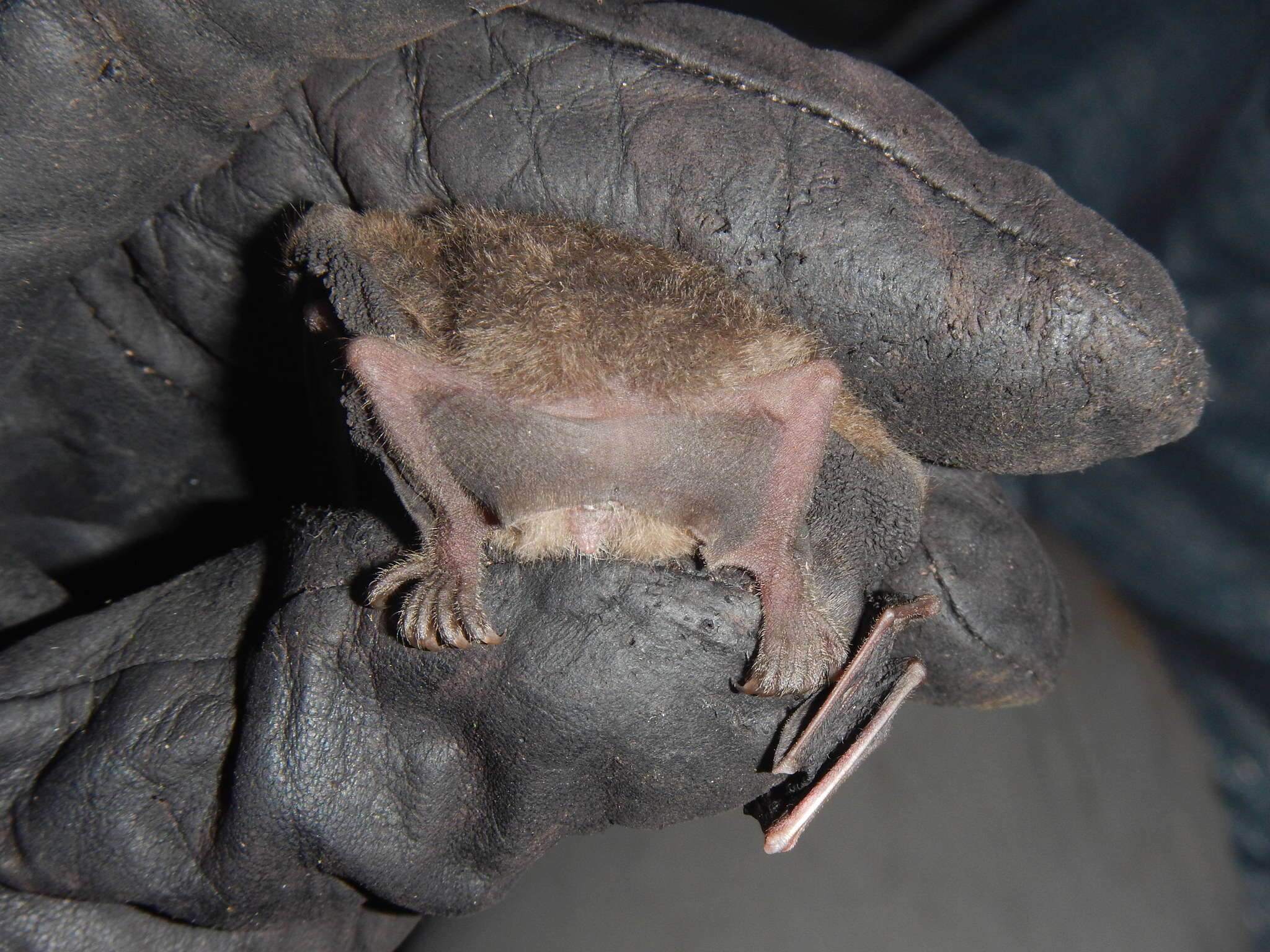 Image of dwarf little fruit bat