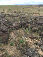 Image of Northern Pacific Rattlesnake