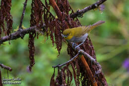 Image of Yellow-throated Bush Tanager