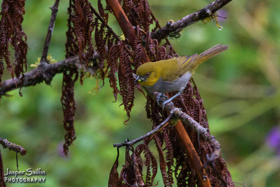 Image of Yellow-throated Bush Tanager