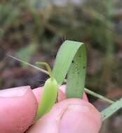 Panicum malacon Nash resmi