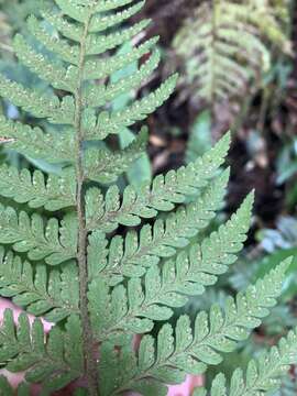 Image of Microlepia trichocarpa Hayata