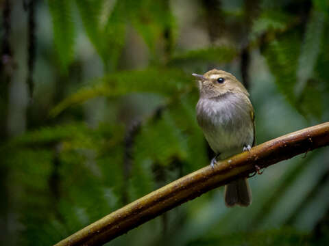 Image of Drab-breasted Bamboo Tyrant