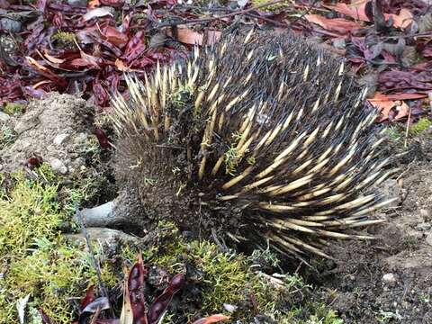 Image of Short-beaked Echidnas