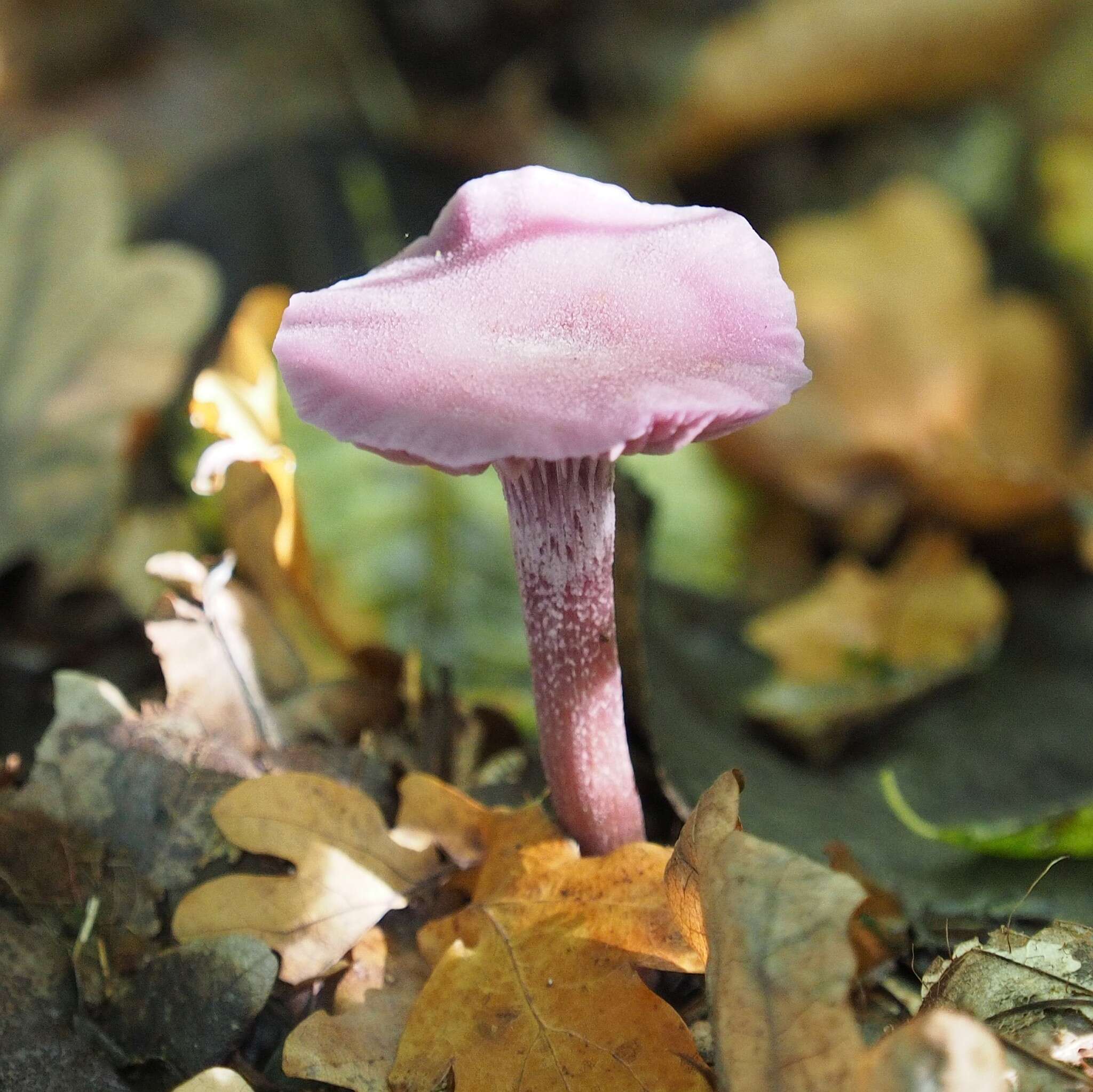 Image of Laccaria amethystina Cooke 1884