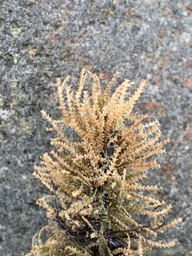 Image of garland hydroid