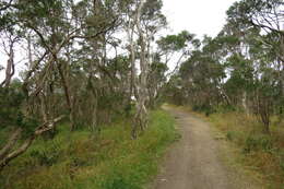 Sivun Melaleuca ericifolia Sm. kuva