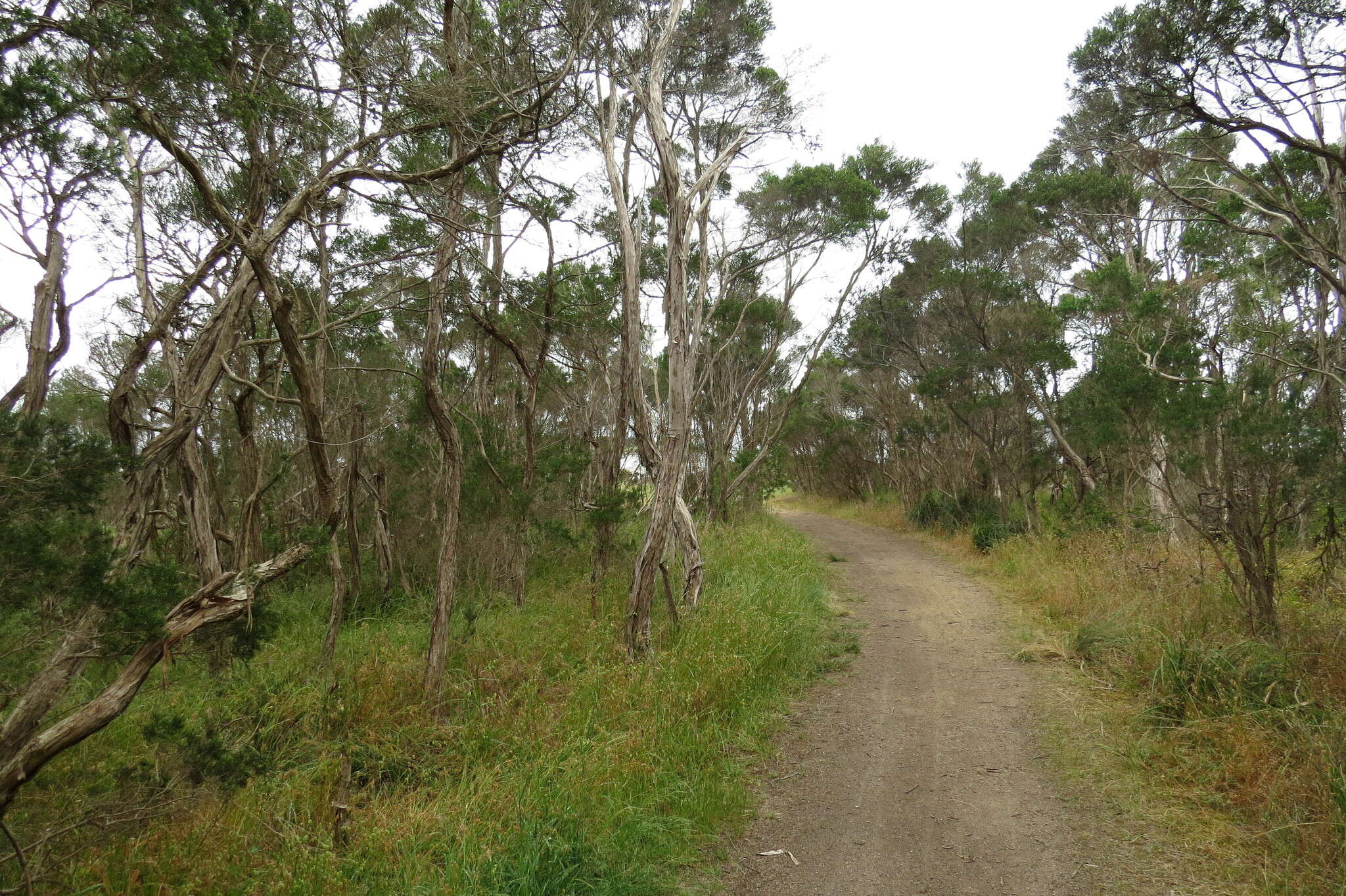 Sivun Melaleuca ericifolia Sm. kuva