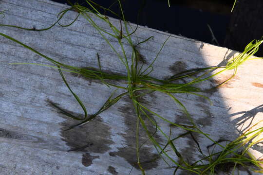 Image of Hairlike Pondweed