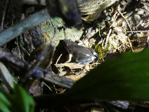 Image of Bassler's humming frog