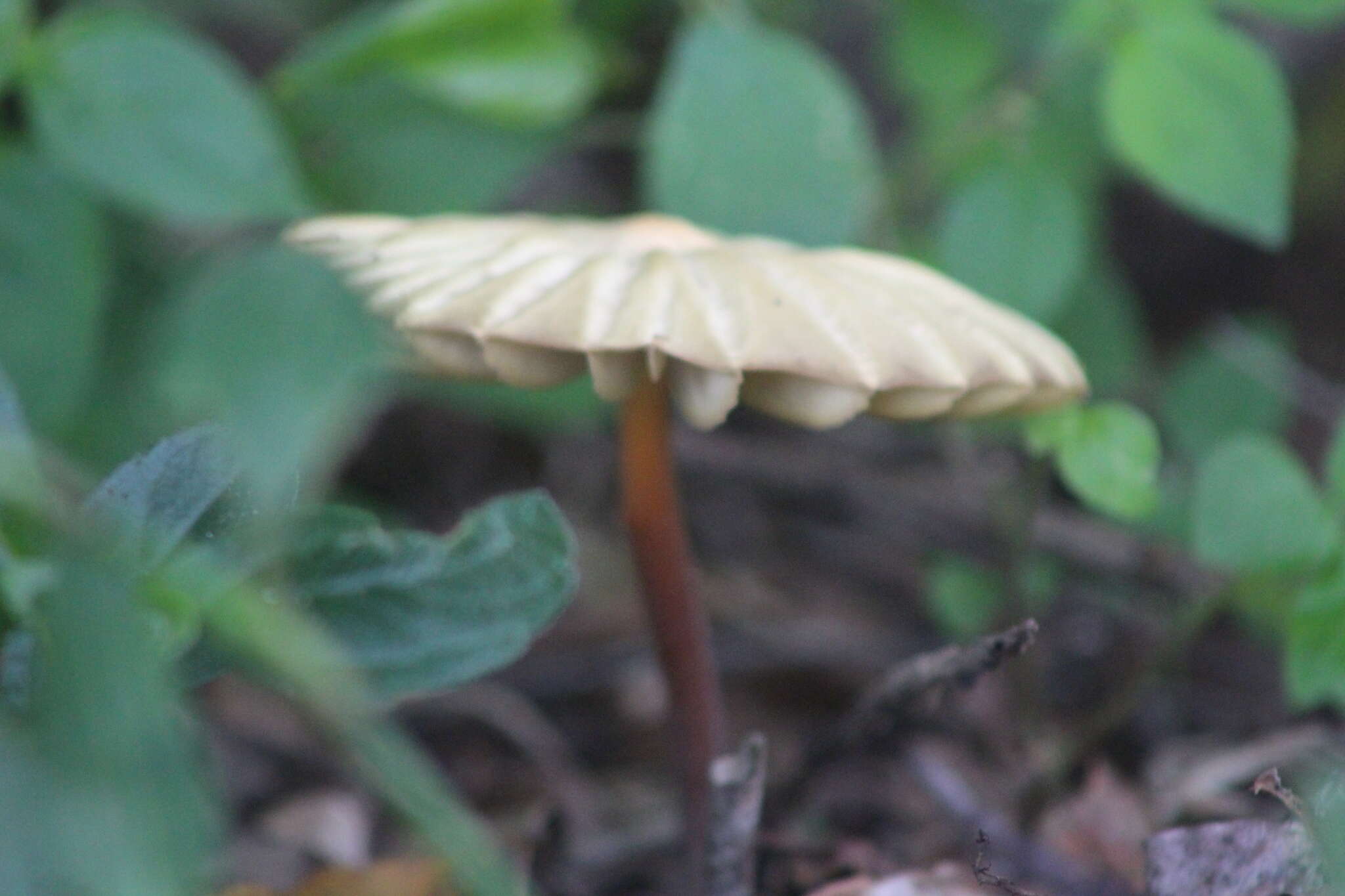 صورة Marasmius mbalmayoensis Douanla-Meli 2008