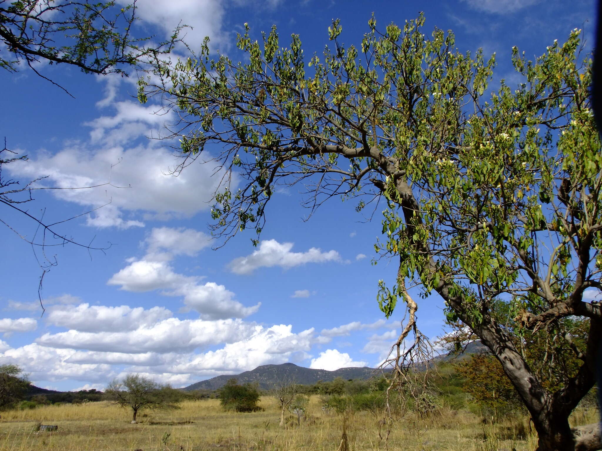 Image of Ipomoea pauciflora subsp. pauciflora