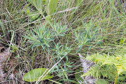 Image of Euphorbia gueinzii Boiss.