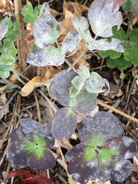 Erysiphe aquilegiae subsp. aquilegiae resmi