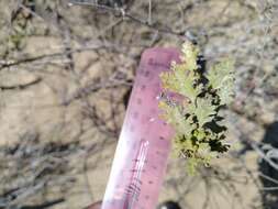 Image of Encelia laciniata Vasey & Rose