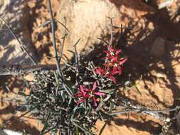 Image of Microloma calycinum E. Mey.