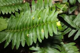 Image of Taphrina polystichi Mix 1938