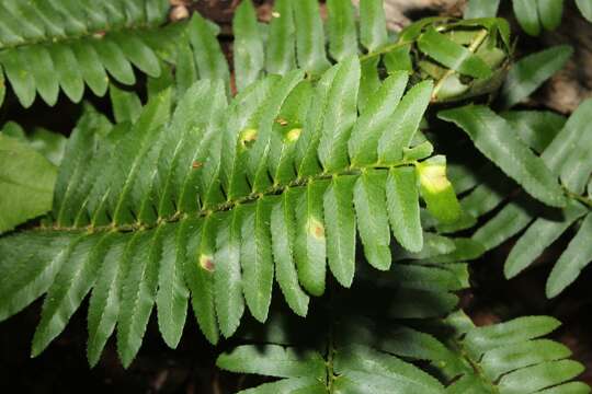 Image of Taphrina polystichi Mix 1938