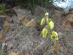 Image of Albuca juncifolia Baker