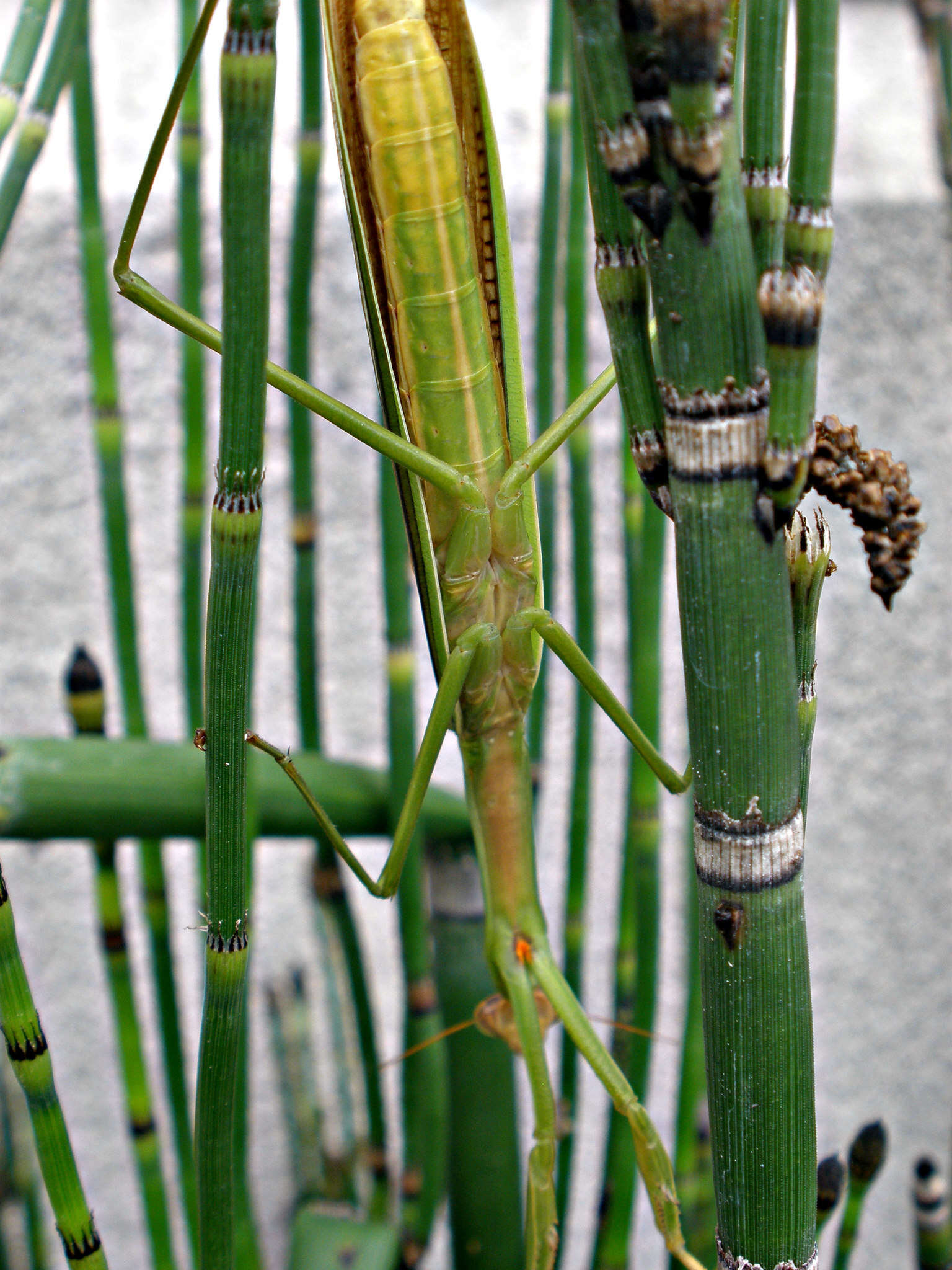 Image of Asian mantis