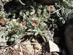 Image of Leptinella albida (D. Lloyd) D. G. Lloyd & C. J. Webb