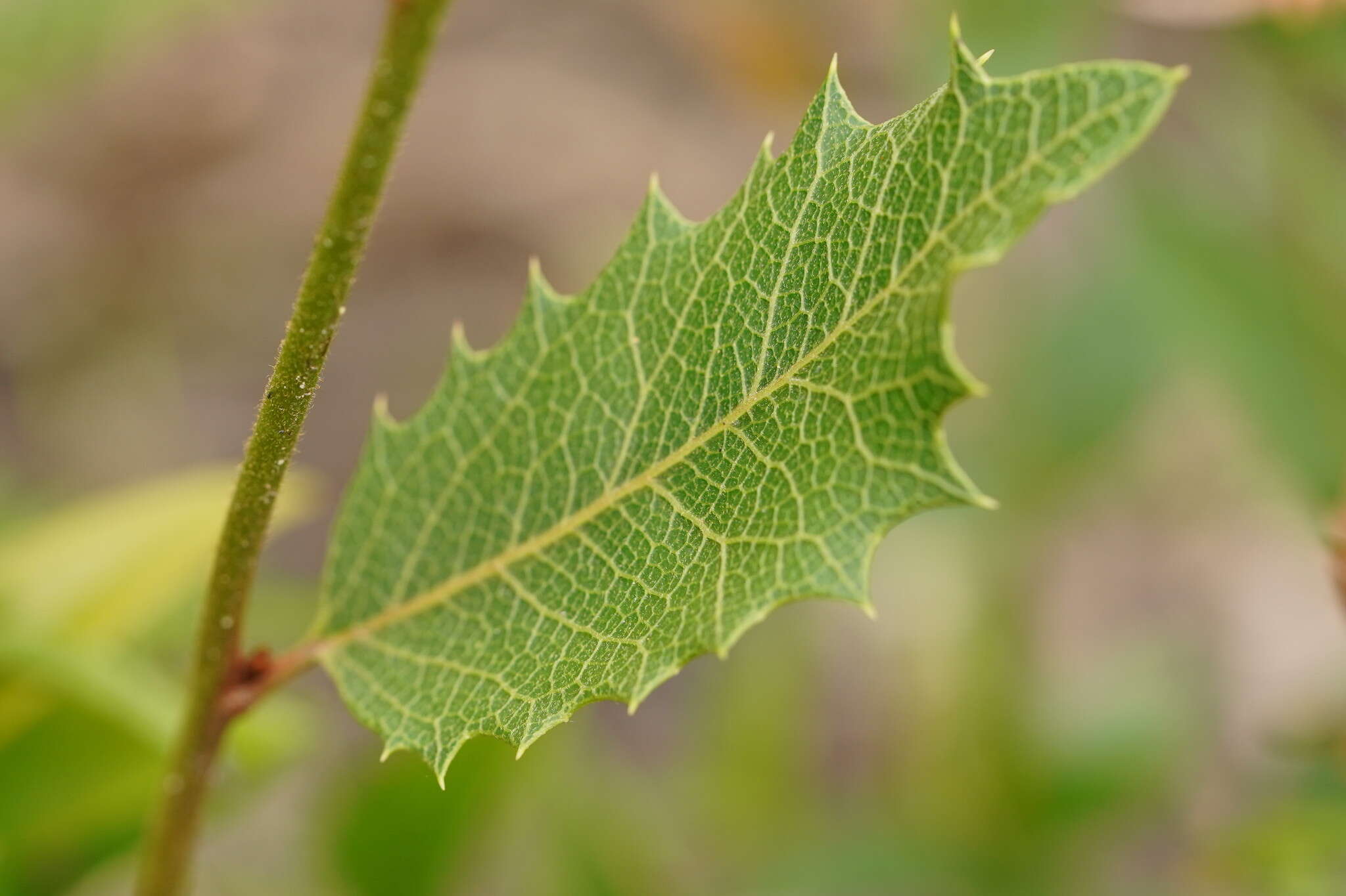 Image of Lomatia ilicifolia R. Br.