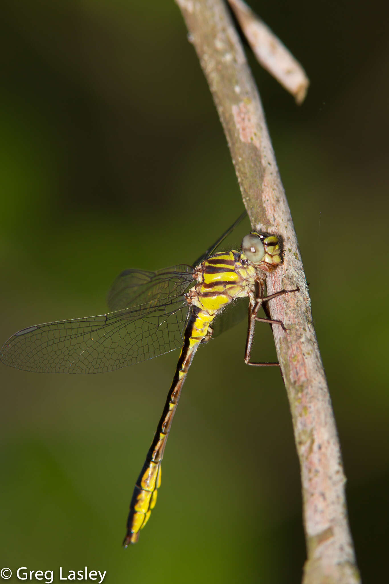 Image of Phanogomphus cavillaris (Needham 1902)