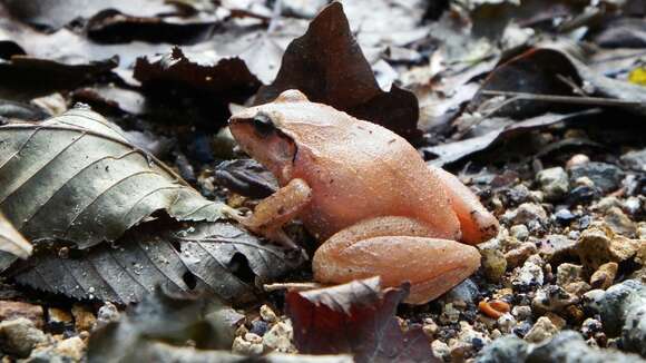 Image of Polymorphic Robber Frog