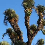 Image of Yucca decipiens Trel.