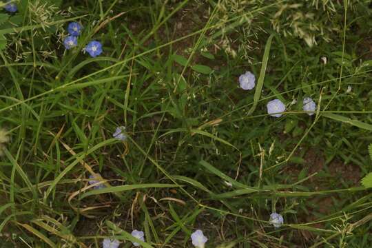 Image of wild dwarf morning-glory