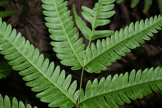 Imagem de Pteris khasiana subsp. fauriei (Hieron.) Fraser-Jenk.