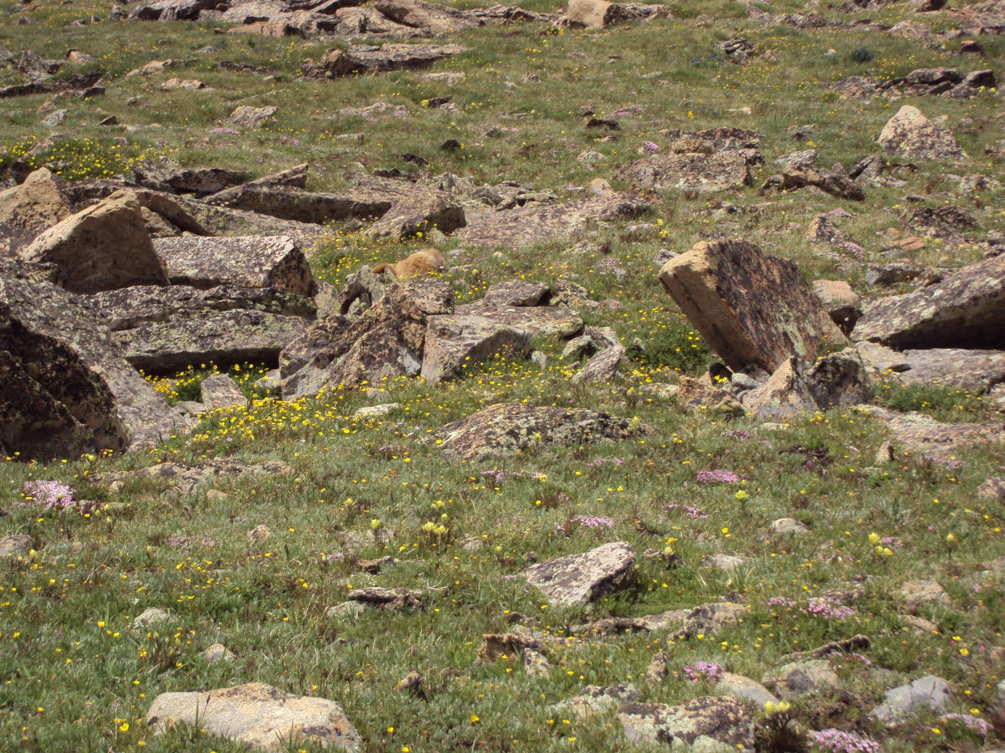 Image de Geum rossii var. turbinatum (Rydb.) C. L. Hitchc.