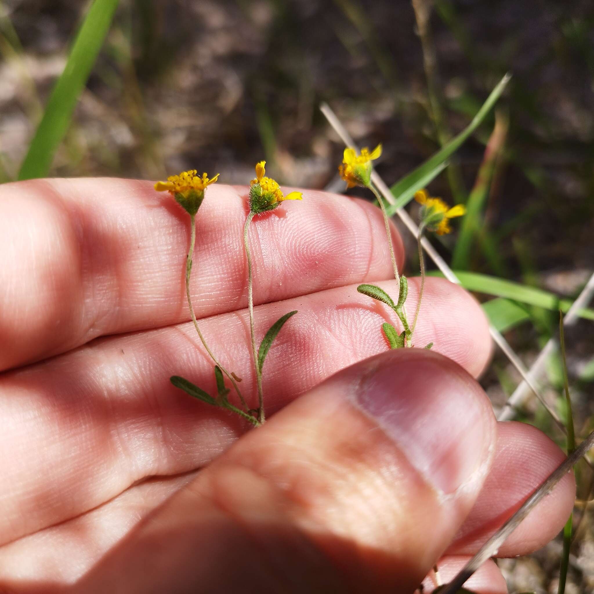 Image of Schkuhria schkuhrioides (Link & Otto) Thell.