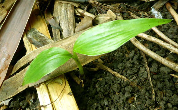 Image of Musa sikkimensis Kurz