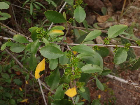 صورة Rhamnus crenulata Ait.