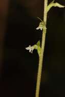 Image of Costa Rican lady's tresses