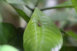 صورة Choutagus longicephalus Zhang, Wang & Che 2006