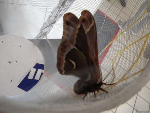 Image of Ceanothus Silkmoth