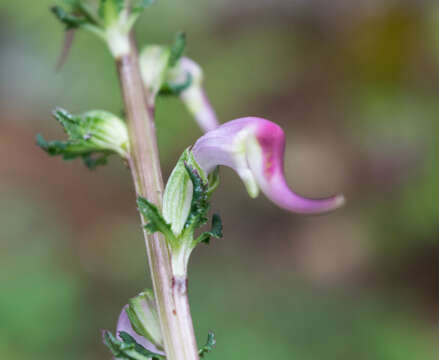 Image of Pedicularis glabra Mc Vaugh & Mellichamp