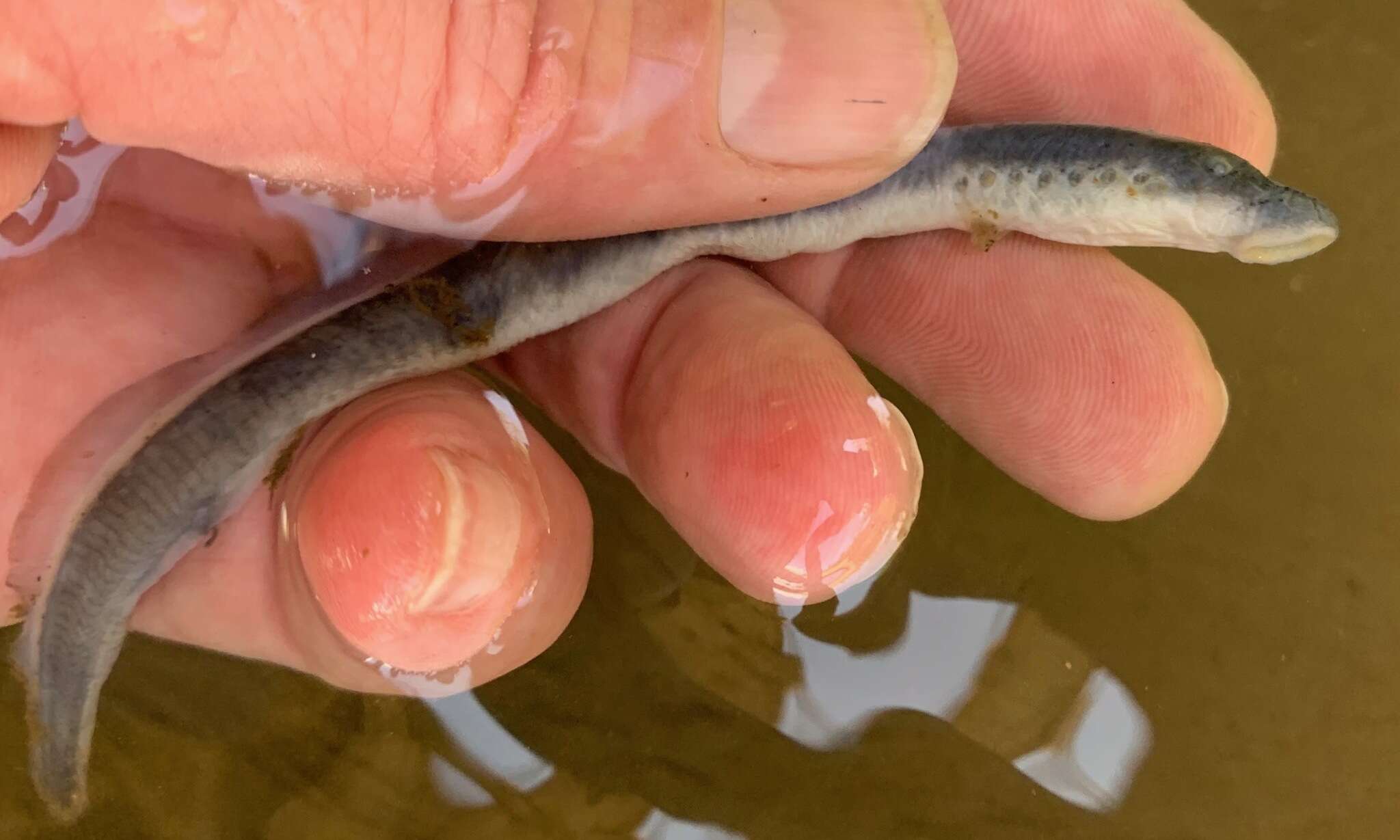 Image of Mountain Brook Lamprey