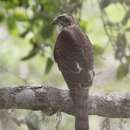 Image of Accipiter badius badius (Gmelin & JF 1788)