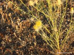 Image of Centaurea ornata Willd.