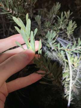 Image of Lambertia multiflora Lindl.